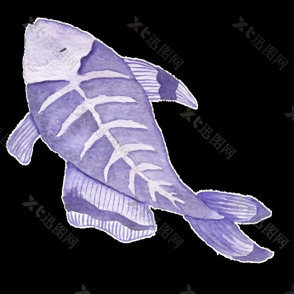 x-rayfish鱼水彩插画