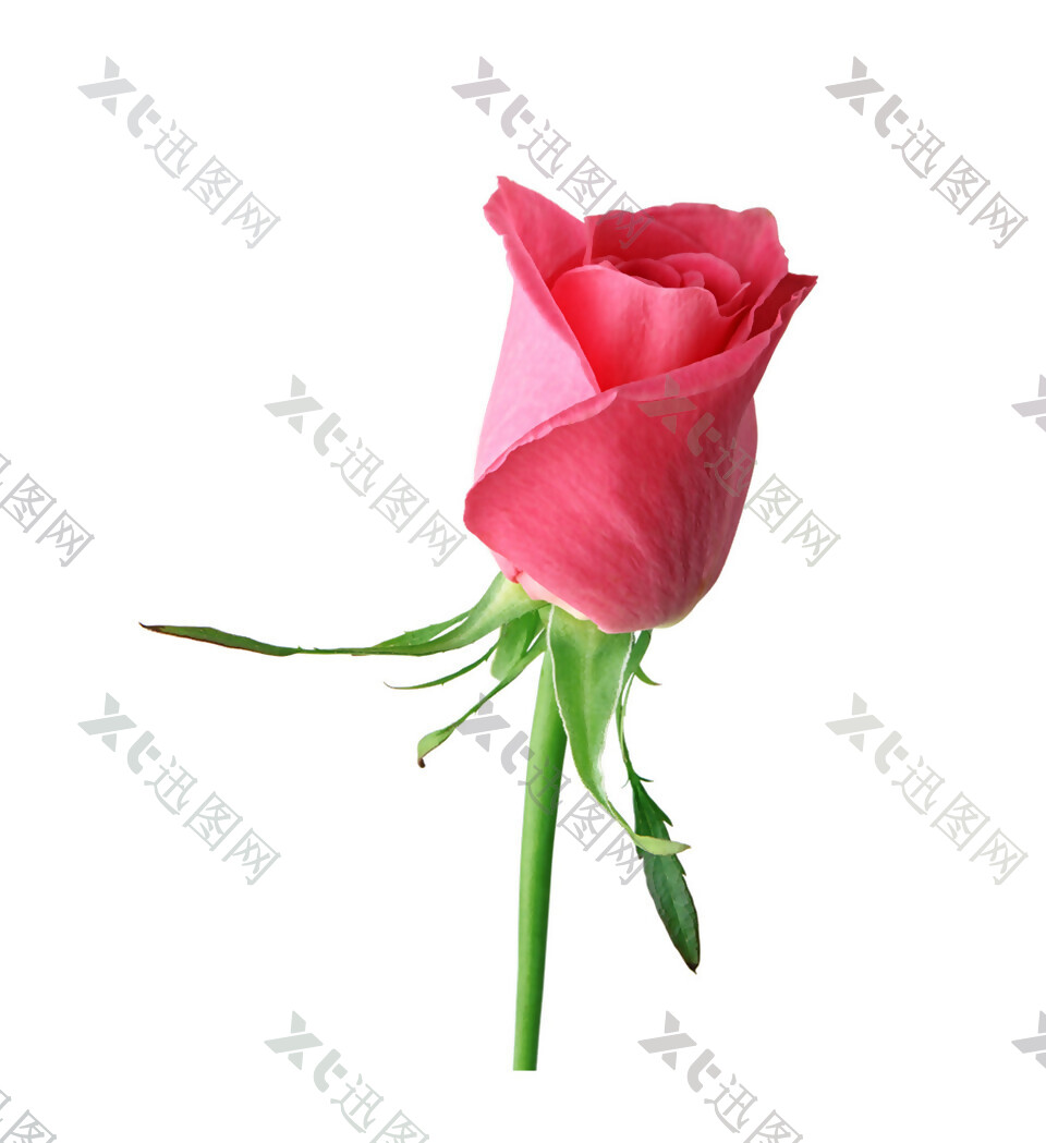 红色玫瑰花朵图案