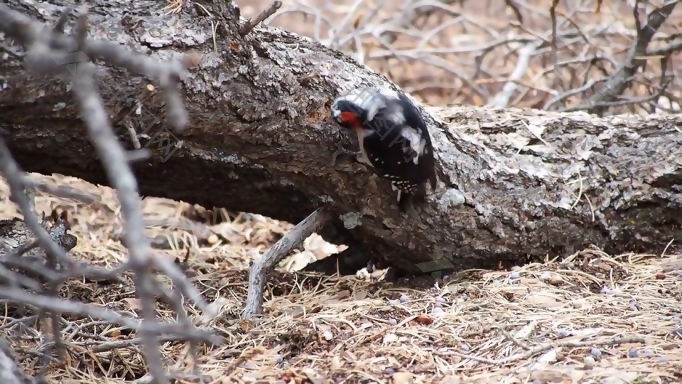 啄木头的鸟儿视频素材