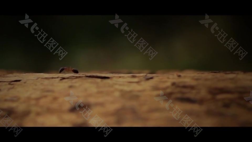 实拍蚂蚁昆虫视频素材