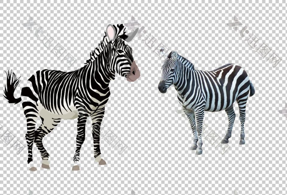 斑马动物图片免抠png透明图层素材