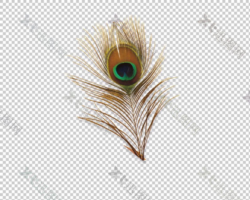 孔雀羽毛线描免抠png透明图层素材