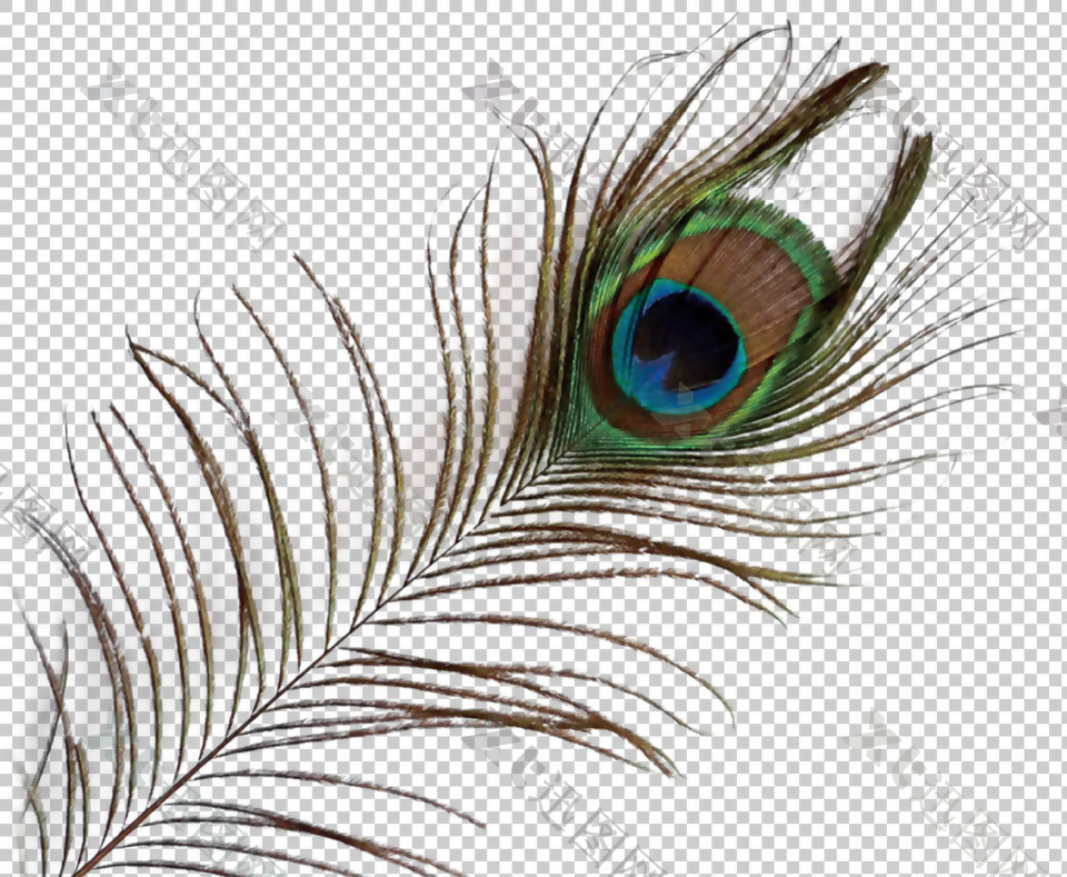 漂亮孔雀羽毛免抠png透明图层素材