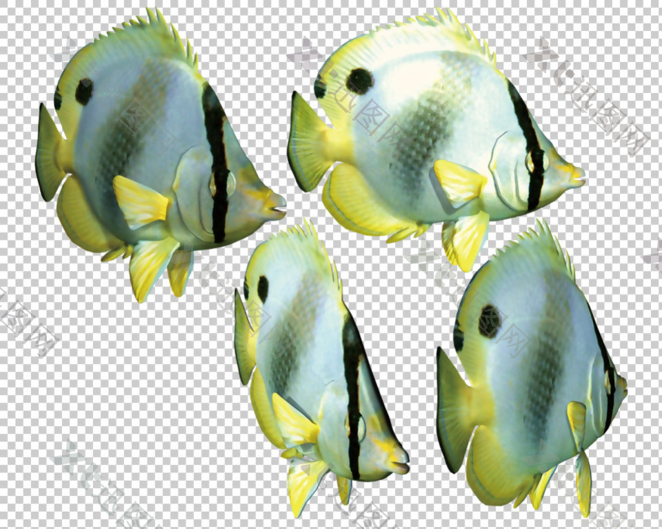 漂亮的热带鱼免抠png透明图层素材