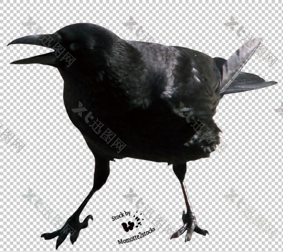 黑暗乌鸦免抠png透明图层素材