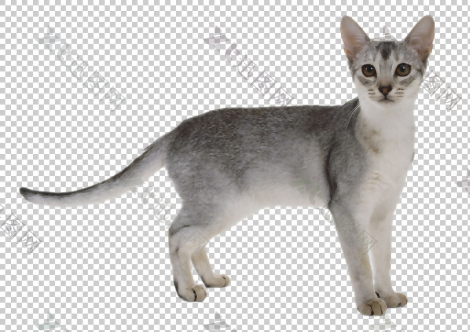 可爱小猫图片免抠png透明图层素材