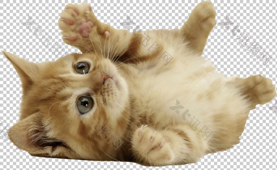 小猫图片萌死人免抠png透明图层素材