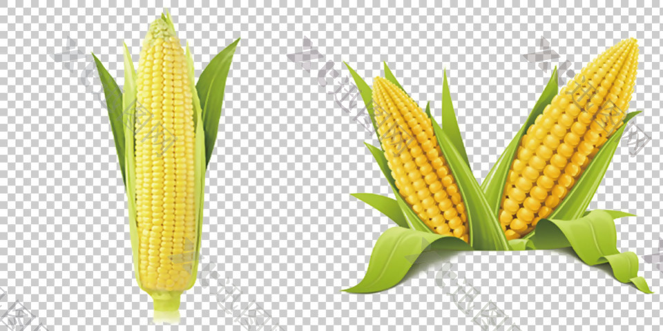 玉米高清大图免抠png透明图层素材