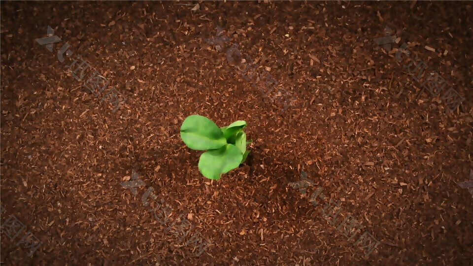 植物生长发芽可抠像动态视频素材