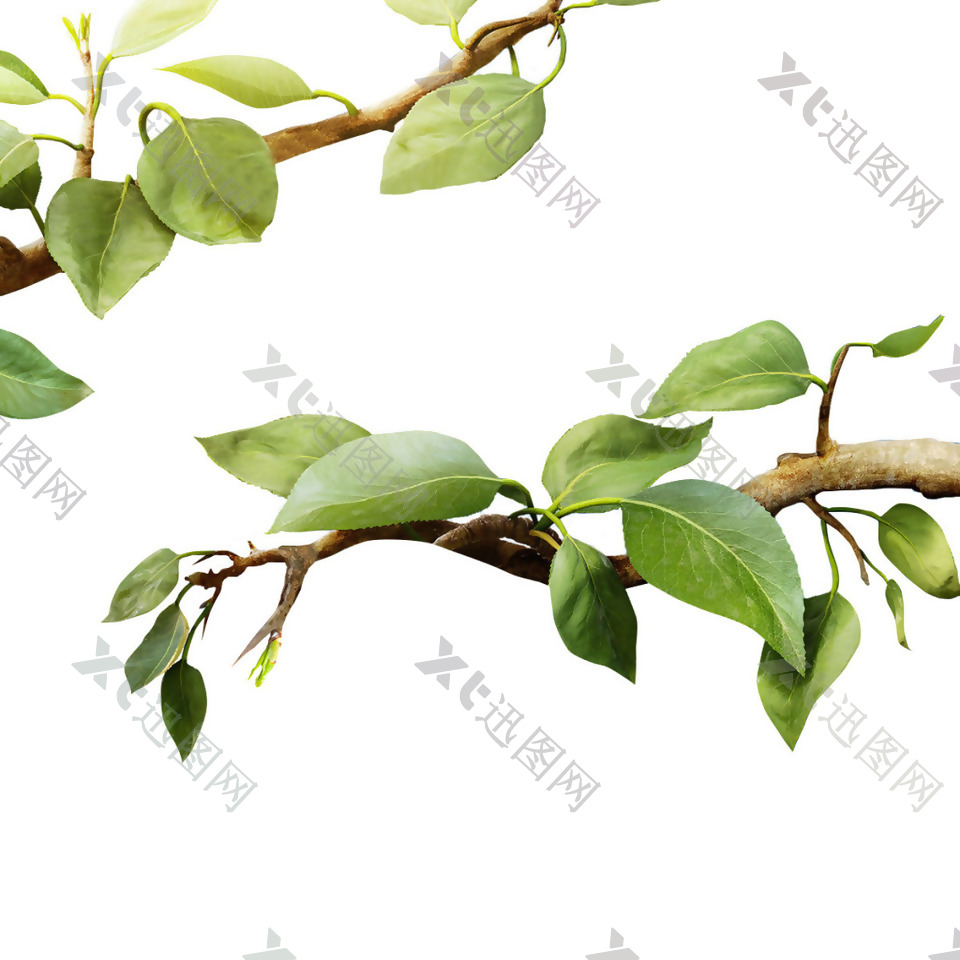 绿色树枝树叶png元素素材