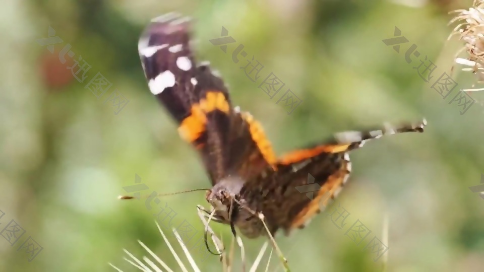 大自然蝴蝶视频素材