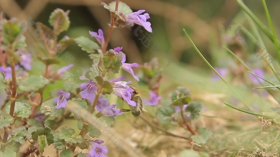 拍摄紫色花卉视频素材