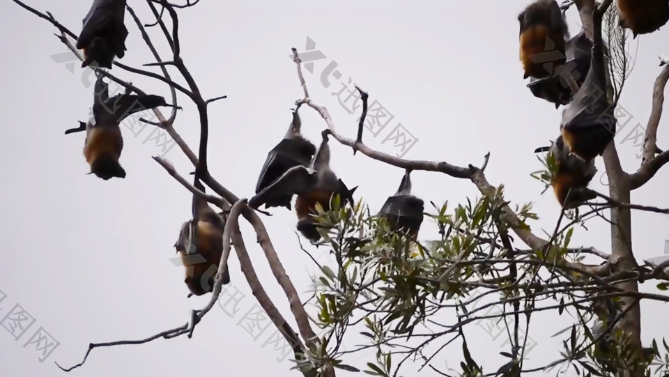 干枯树枝上站着的蝙蝠实拍视频