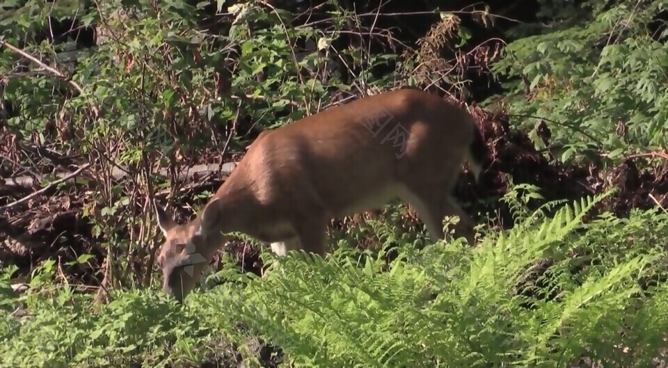 森林里悠闲吃草的小鹿动态实拍视频