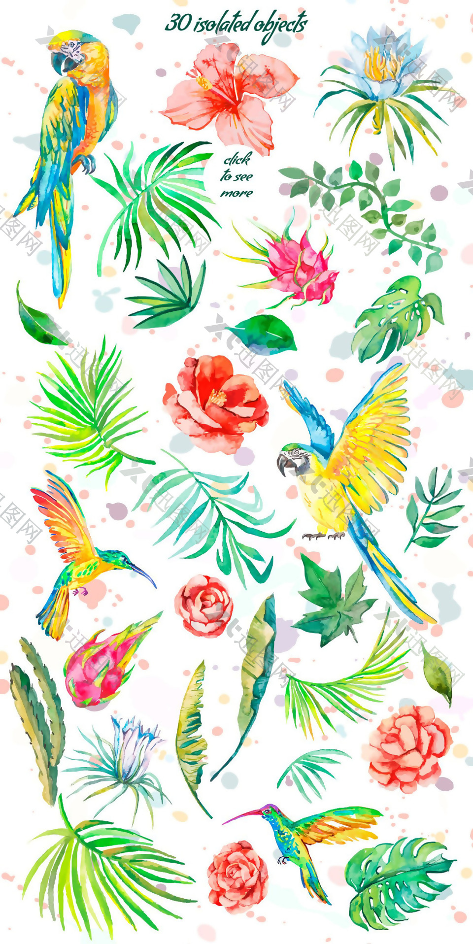 水彩扶桑花和鹦鹉水彩图