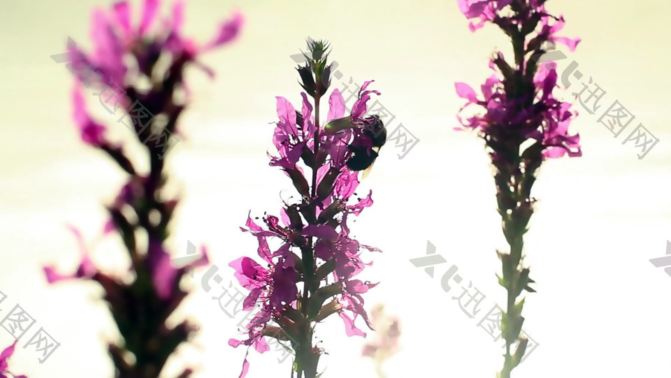 梦幻紫色花枝上不断爬行的蜜蜂实拍视频