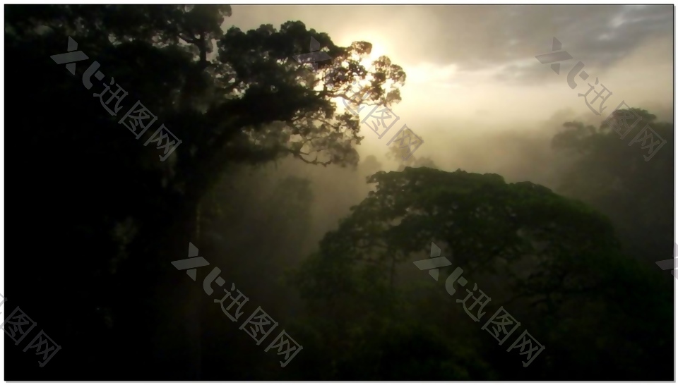 森林动态视频素材