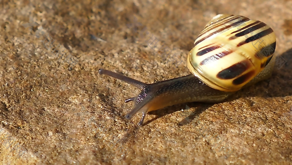 石头上慢慢爬行的蜗牛实拍视频素材