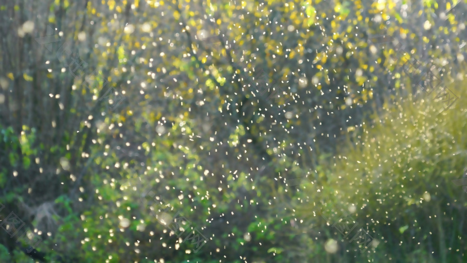 春天草地上漫天飞舞的小虫视频实拍素材