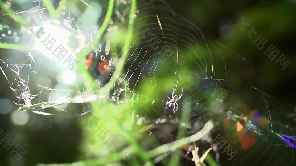 实拍阳光下蜘蛛网上悠闲的蜘蛛视频素材