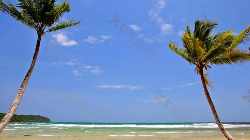 海滩上的两棵棕榈树摄影素材