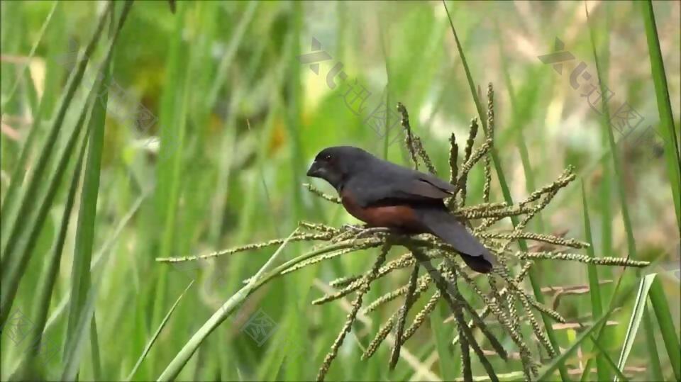 实拍稻谷上偷吃的小鸟视频素材