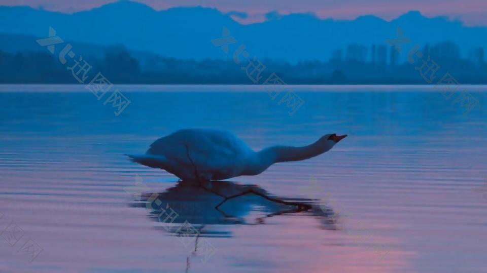 实拍夕阳下湖水里优雅的天鹅视频素材