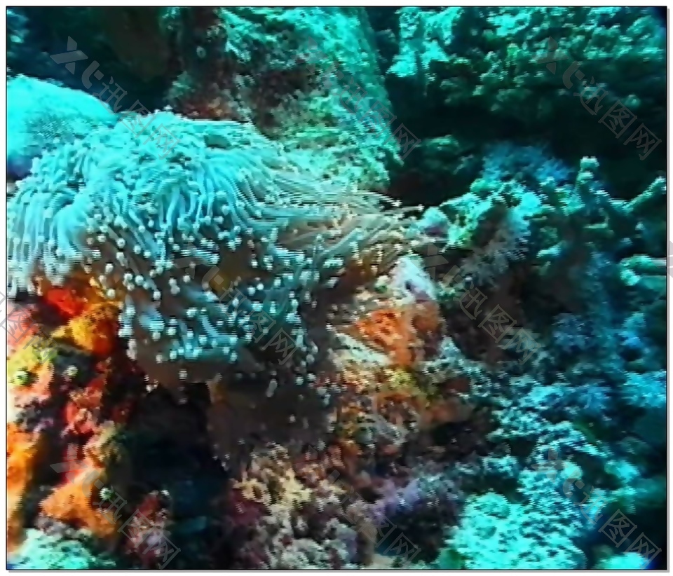 珊瑚水底世界视频素材