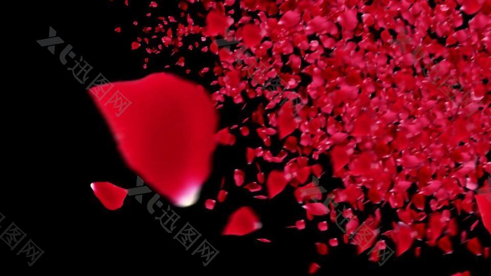 浪漫唯美玫瑰花瓣飞舞视频素材