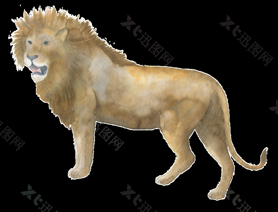 棕色狮子水彩透明装饰图案