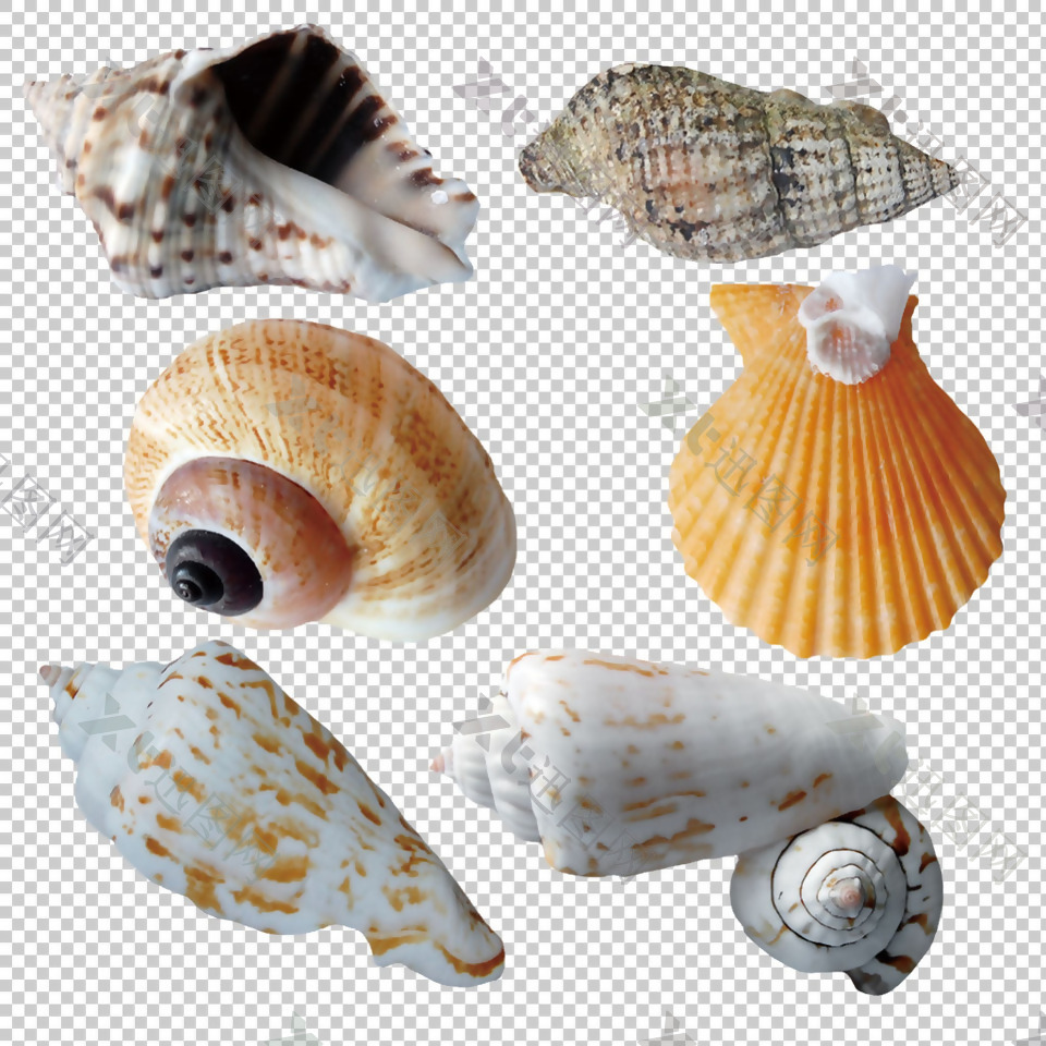9种不同的海螺贝壳免抠png透明图层素材