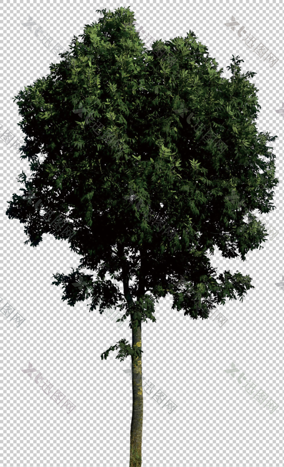 深绿色园林树免抠png透明图层素材