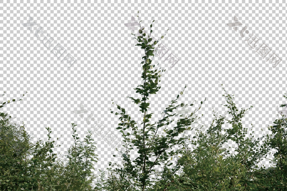 绿色灌木树丛免抠png透明图层素材