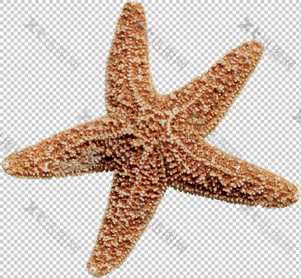 褐色的死海星免抠png透明图层素材