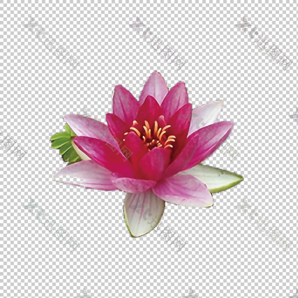 粉红色荷花睡莲免抠png透明图层素材