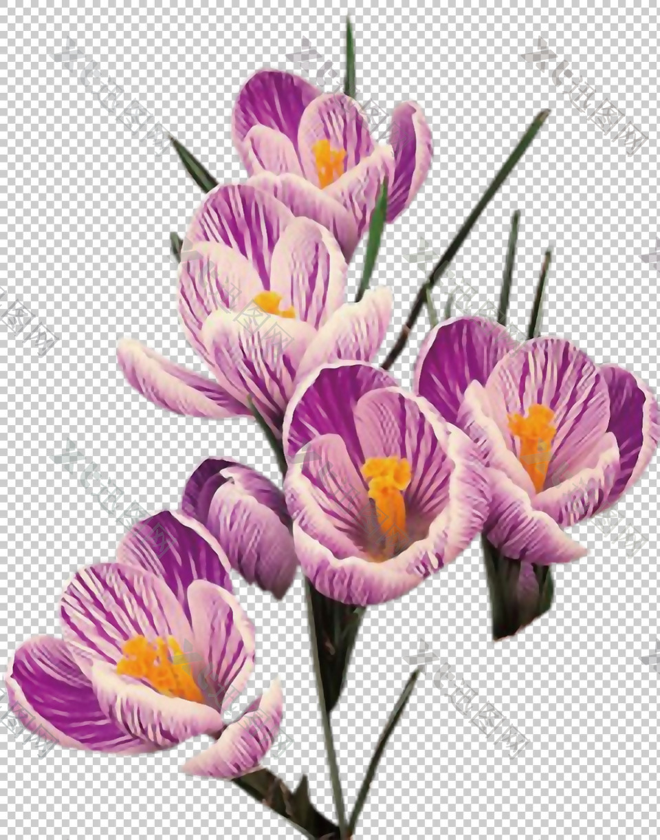 粉紫色红番花免抠png透明图层素材
