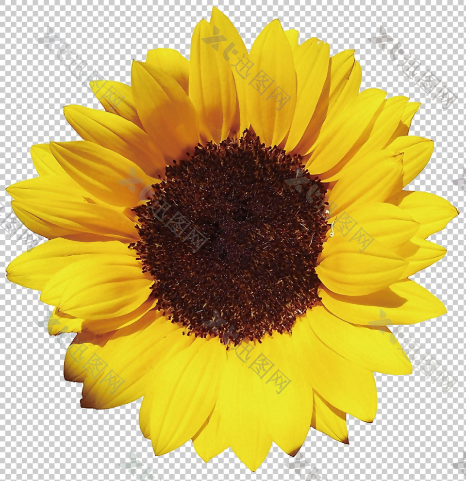 黄色太阳花免抠png透明图层素材