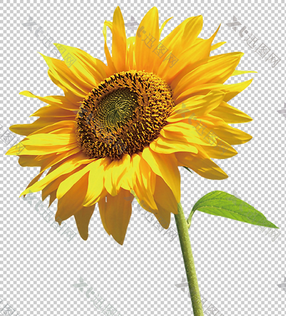 一朵黄色向日葵图片免抠png透明图层素材