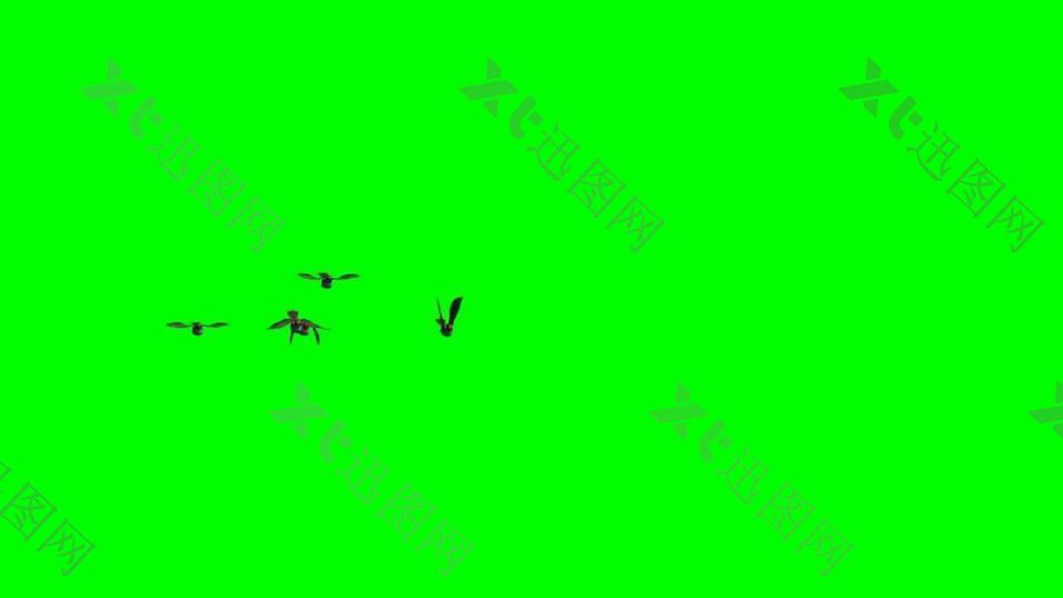 带绿色通道的鸟飞翔视频素材