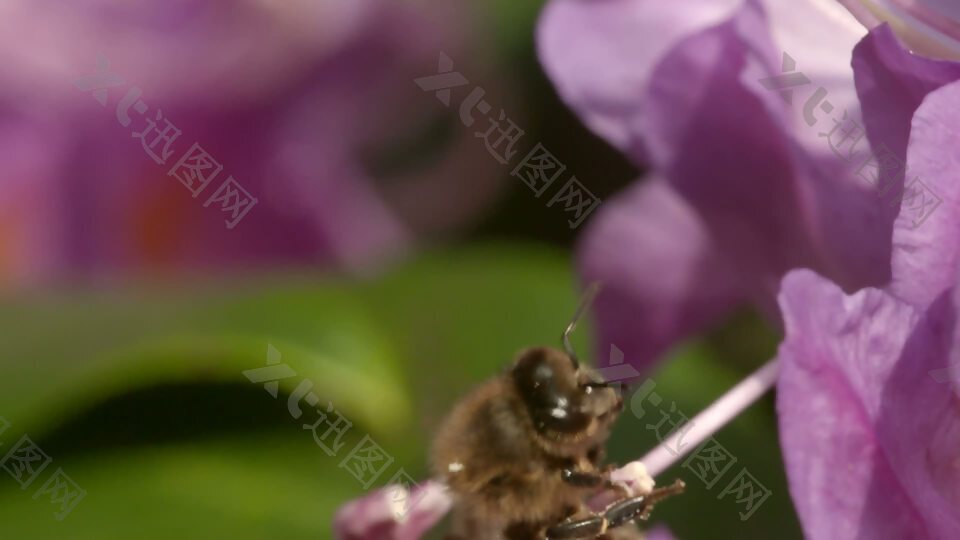 蜜蜂花3