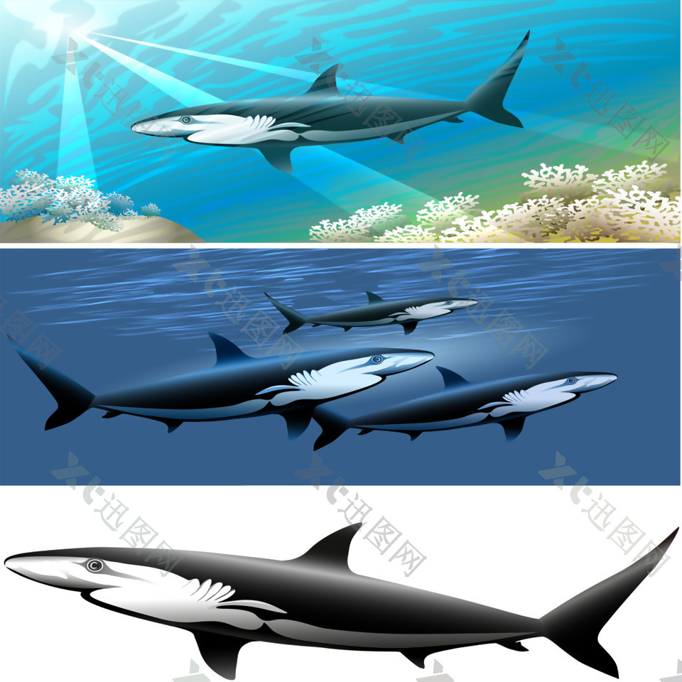 鲨鱼海洋动物矢量