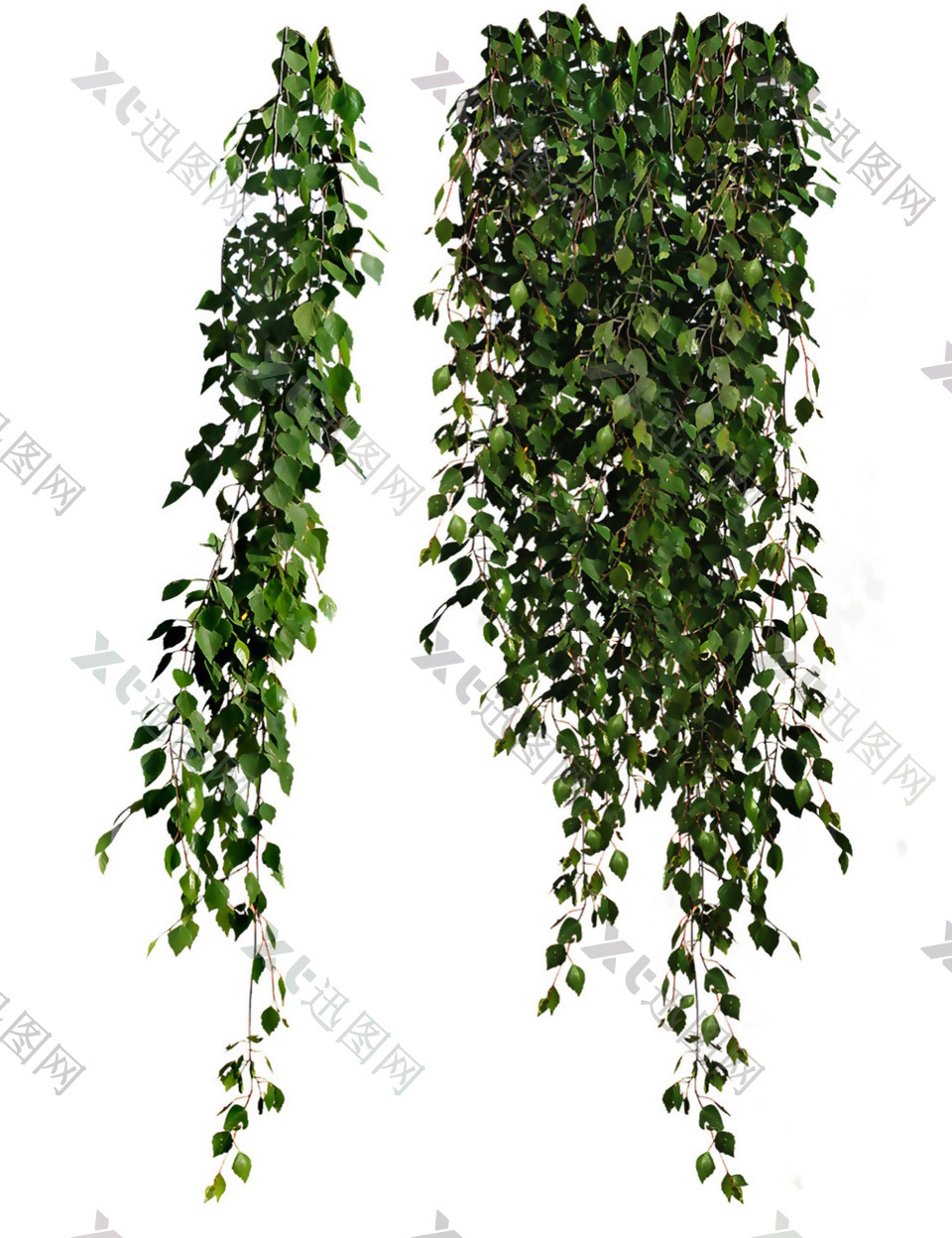 绿色蔓藤植物免抠png透明图层素材