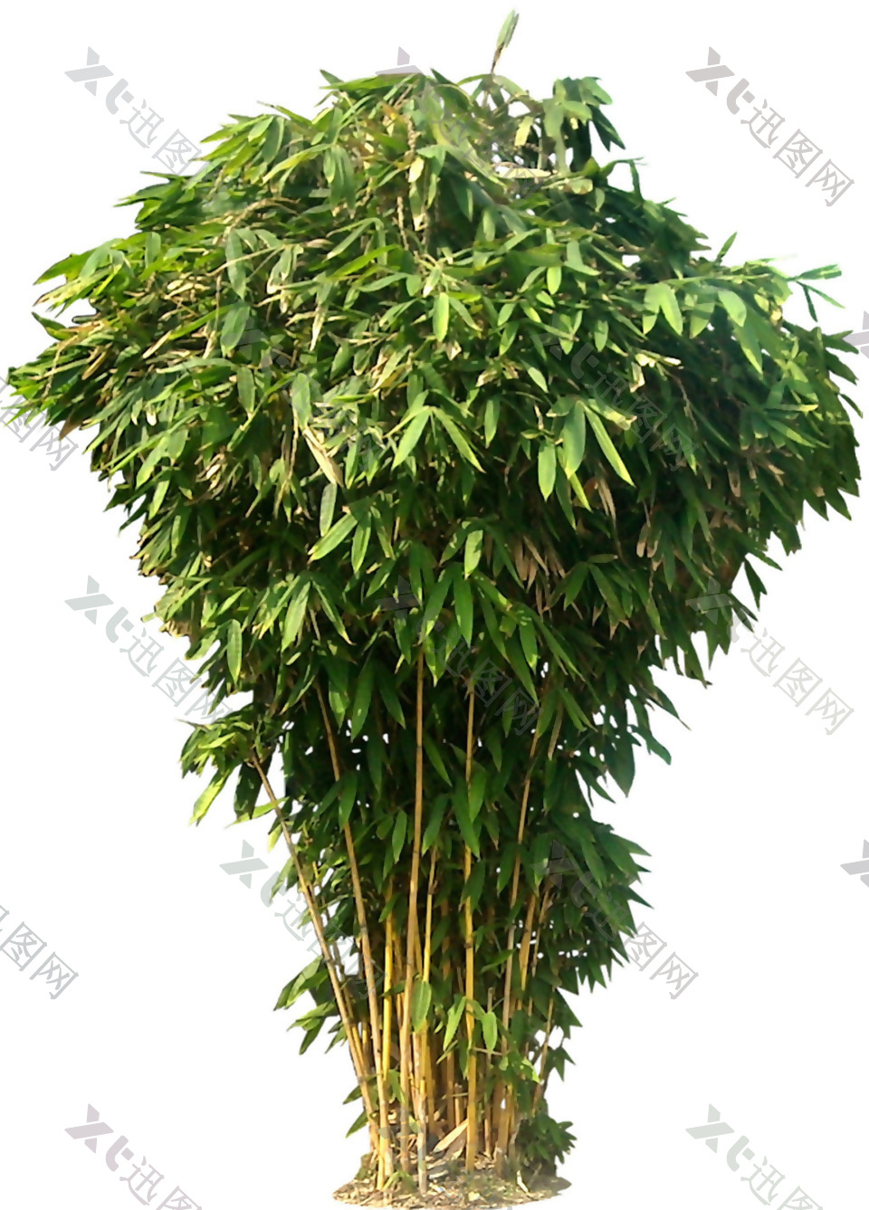 一丛绿色竹子免抠png透明素材