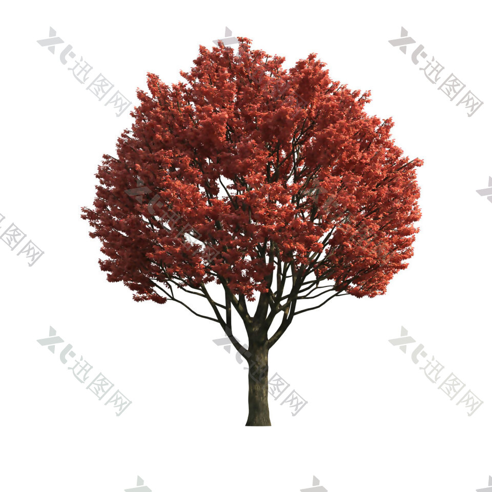 一棵红色树叶的树png元素素材