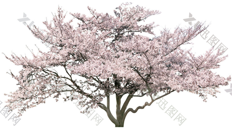 一颗樱花树png元素素材