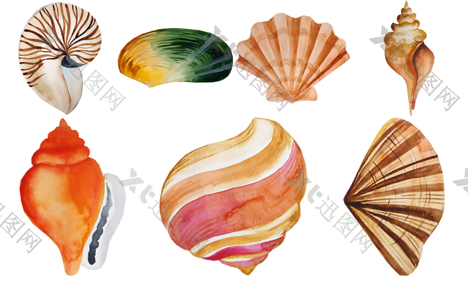 手绘彩色的贝壳插画