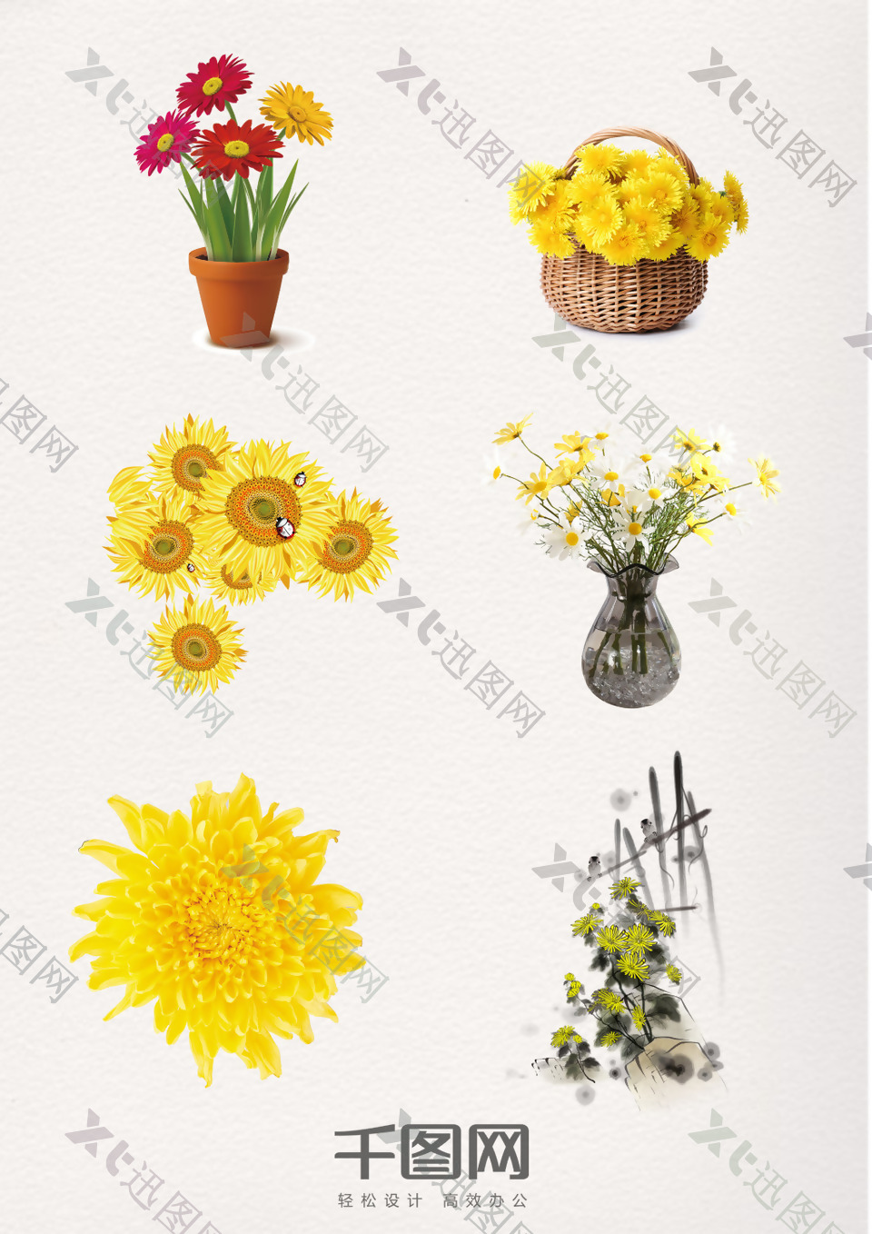 重阳节彩色菊花盆栽装饰图案