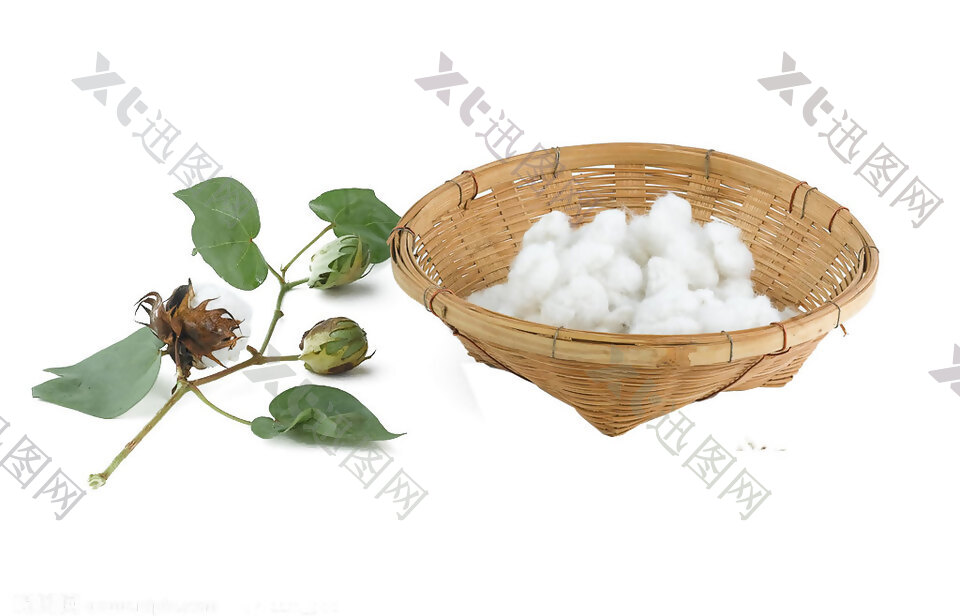 成熟的新鲜棉花png元素素材