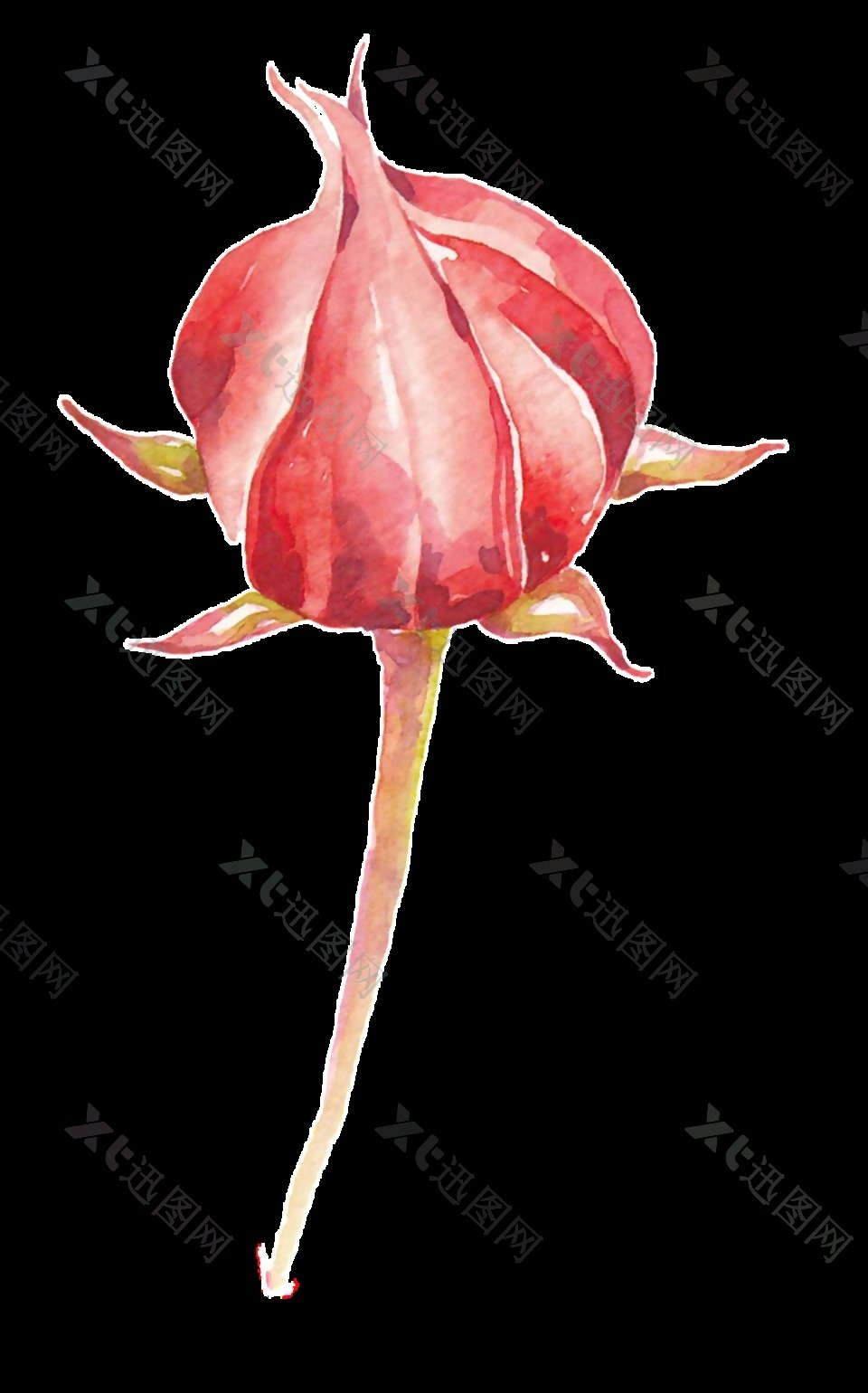 红色含苞待放的花卉卡通透明素材