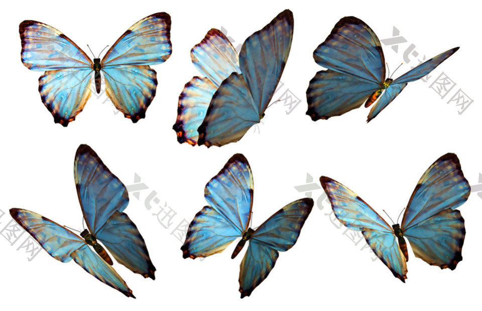 漂亮蓝色蝴蝶免抠png透明素材